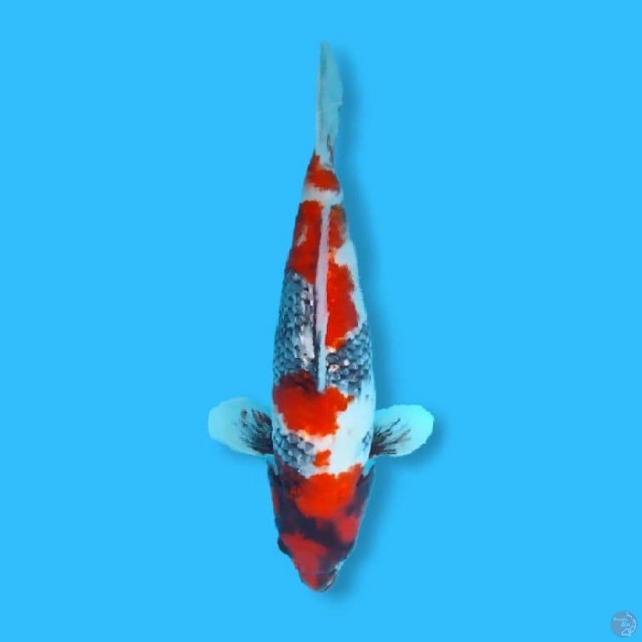 Gindrin Showa 32 Female