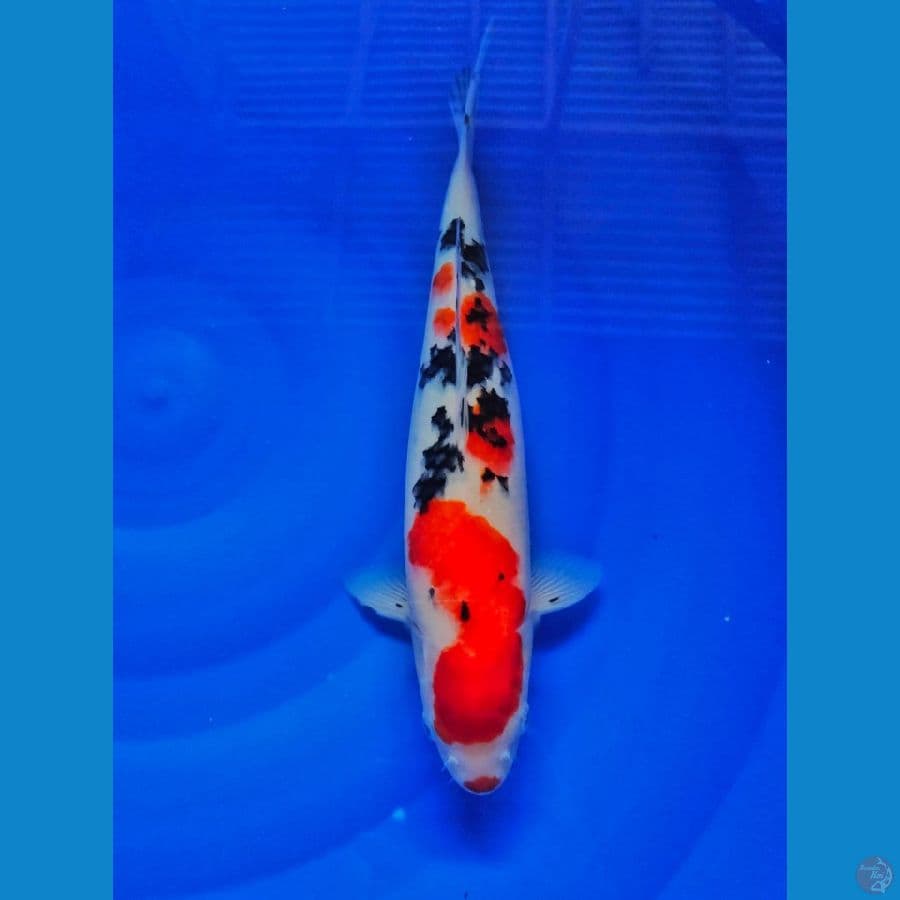 sanke kucibeni 35cm