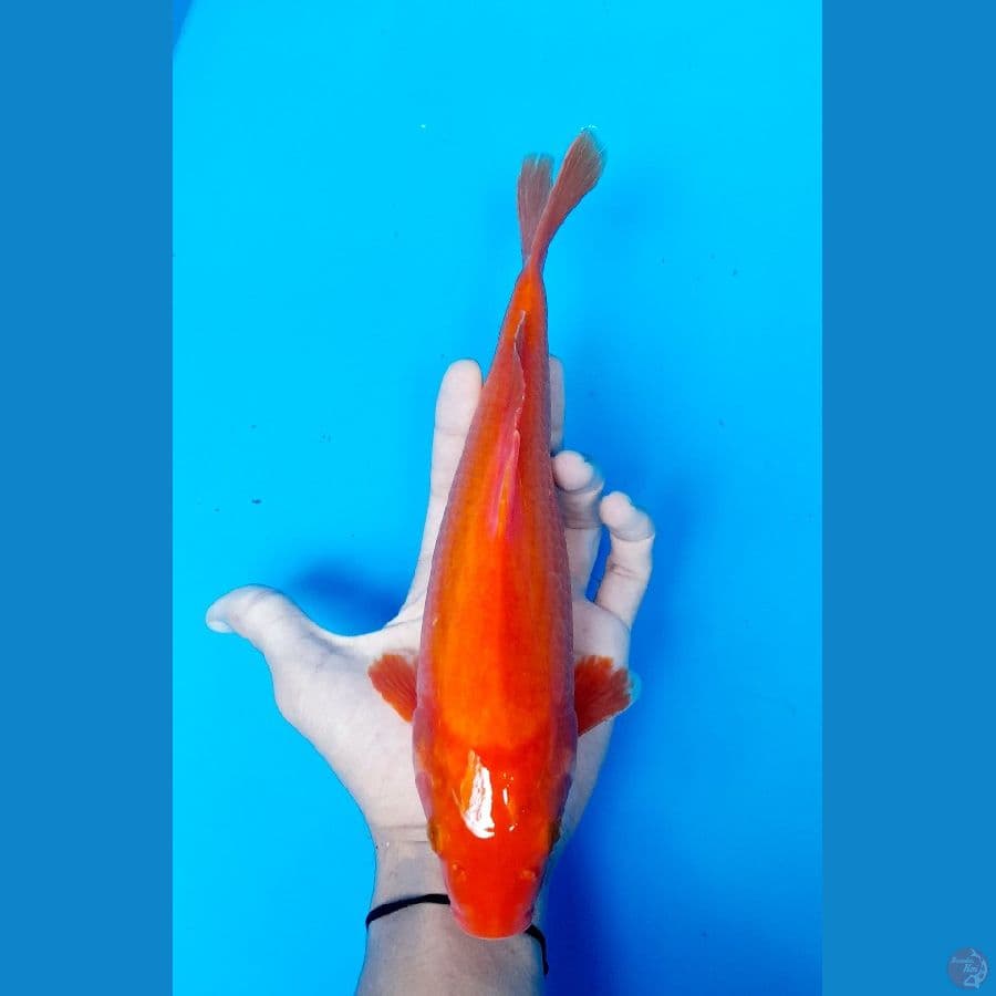 benigoi 27cm