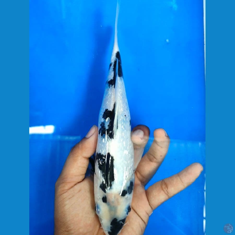 SHIRO FULK GINRIN 22 CM HQ