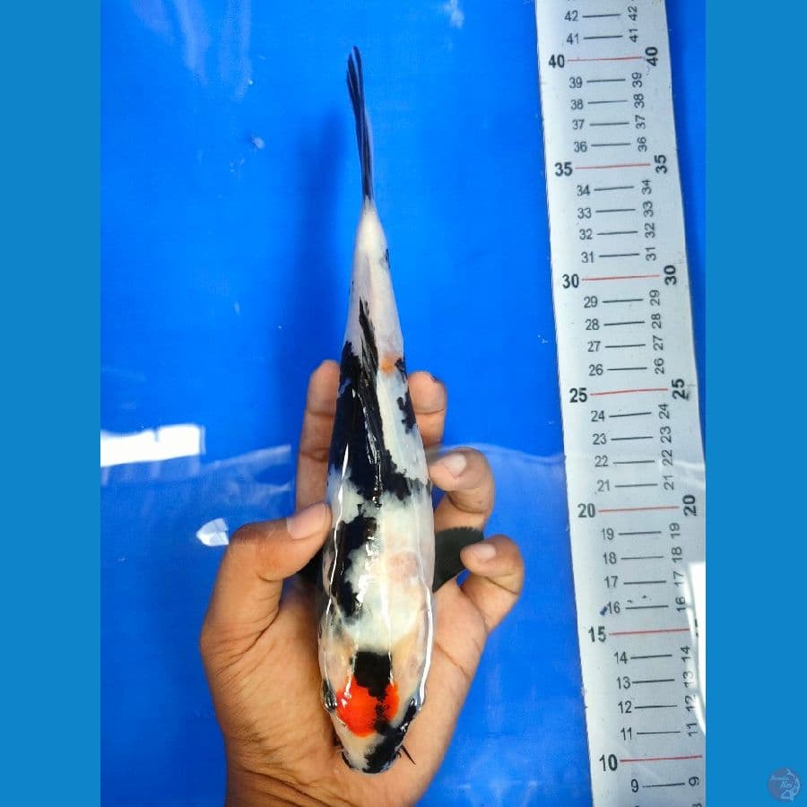 TANCO SHOWA 26 CM