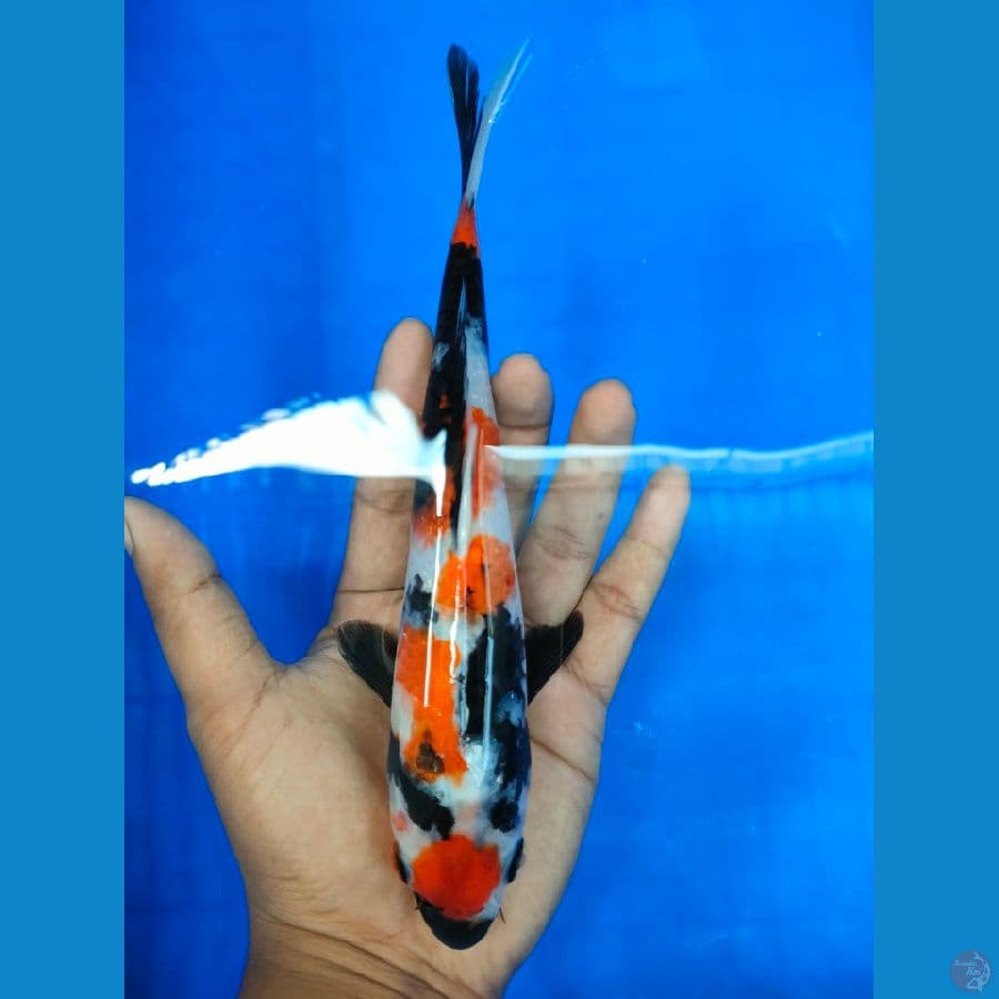 Showa calon sq 20 cm