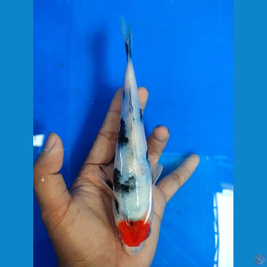tanco showa 20 cm