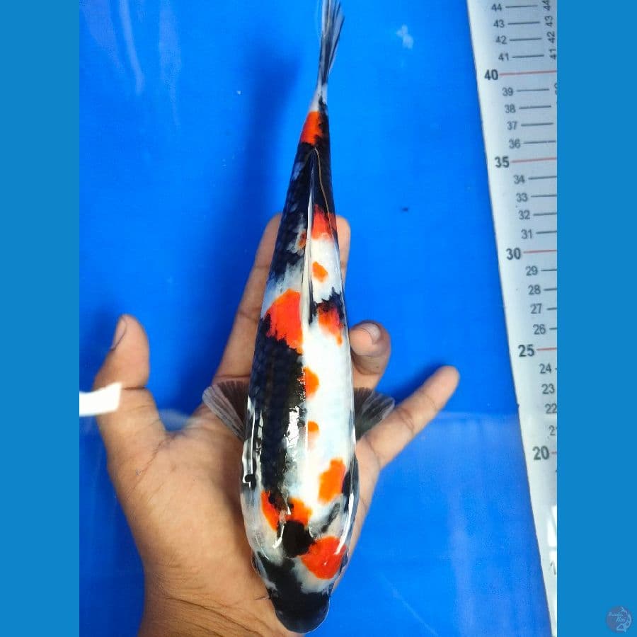 kindai showa 26 cm.calon istinewa