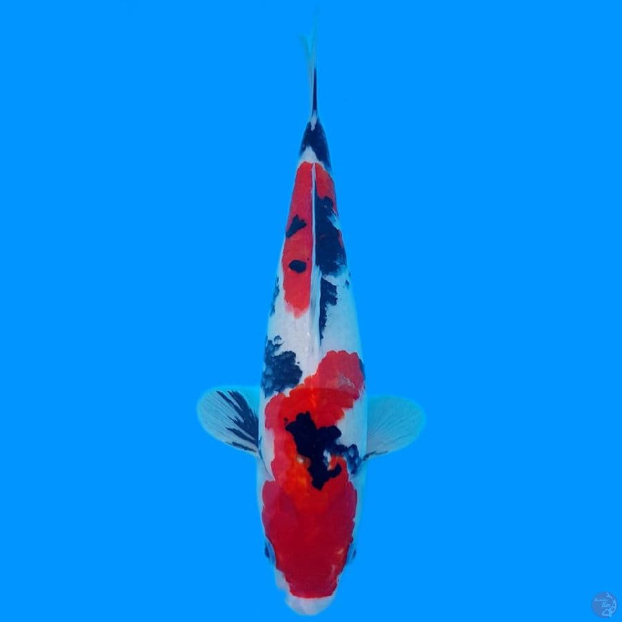SANKE HQ MERAH STRONG 33CM