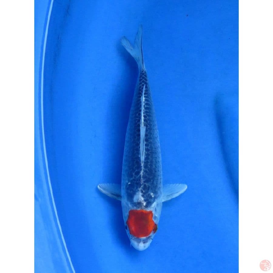 25cm , Tancho Goshiki