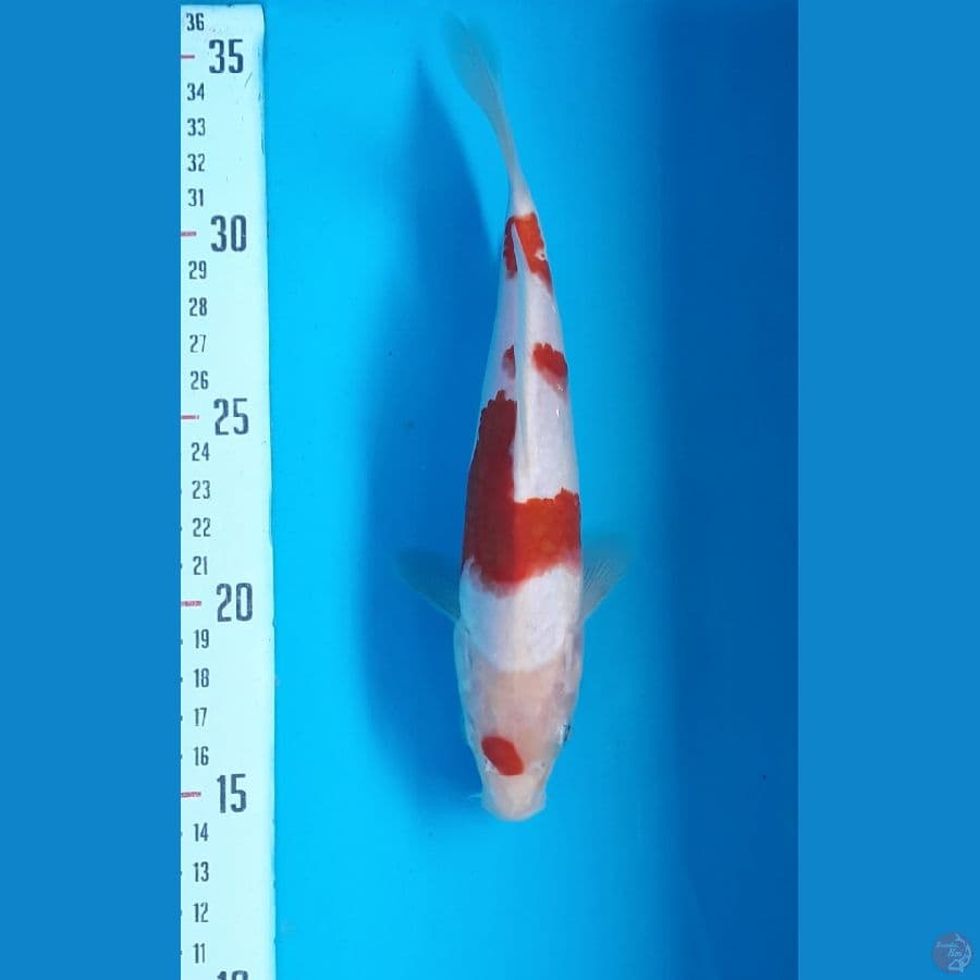 kohaku Ai-Koromo 