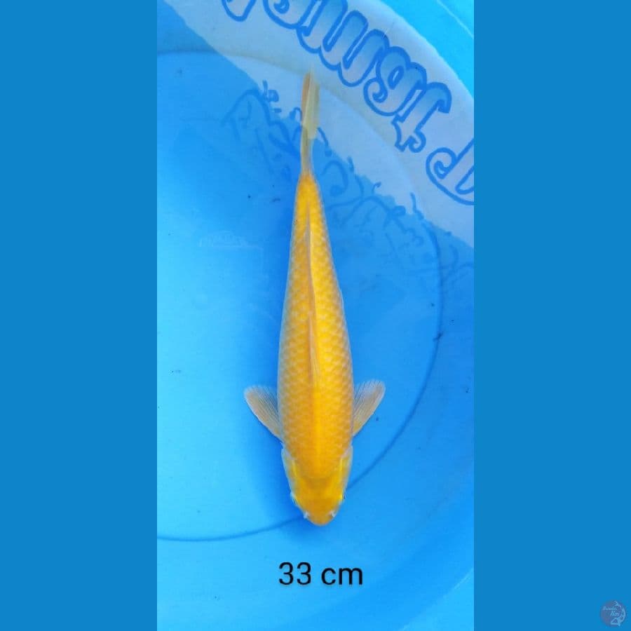 karashi punuk 33 cm