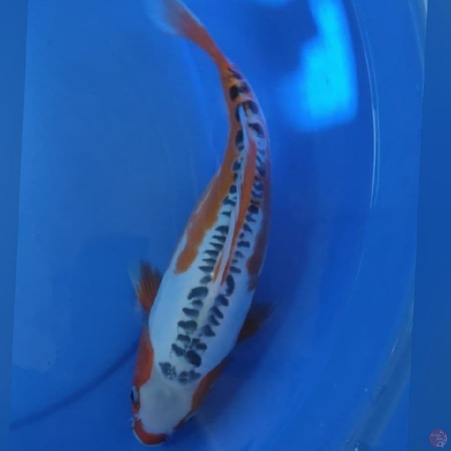 SHUSUI 35CM