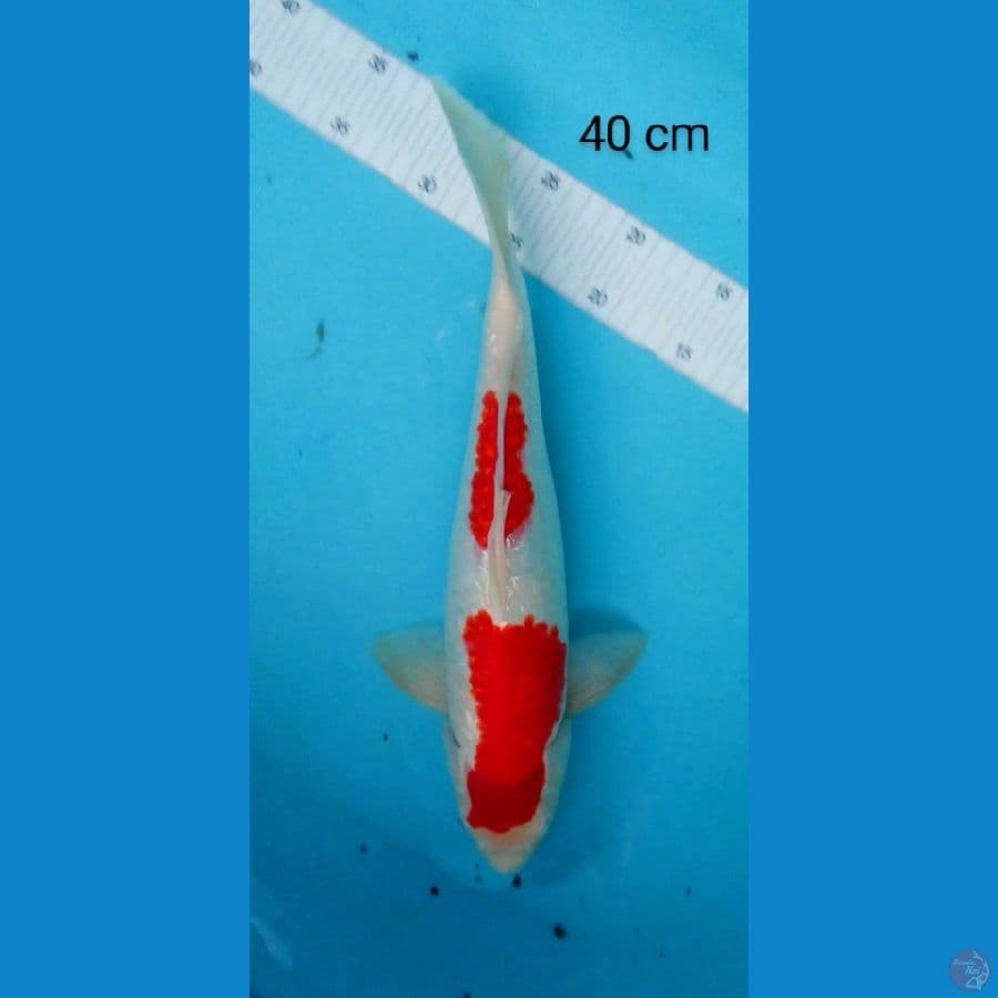 kohaku ginrin sq male 40 cm