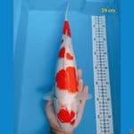 kohaku 39cm