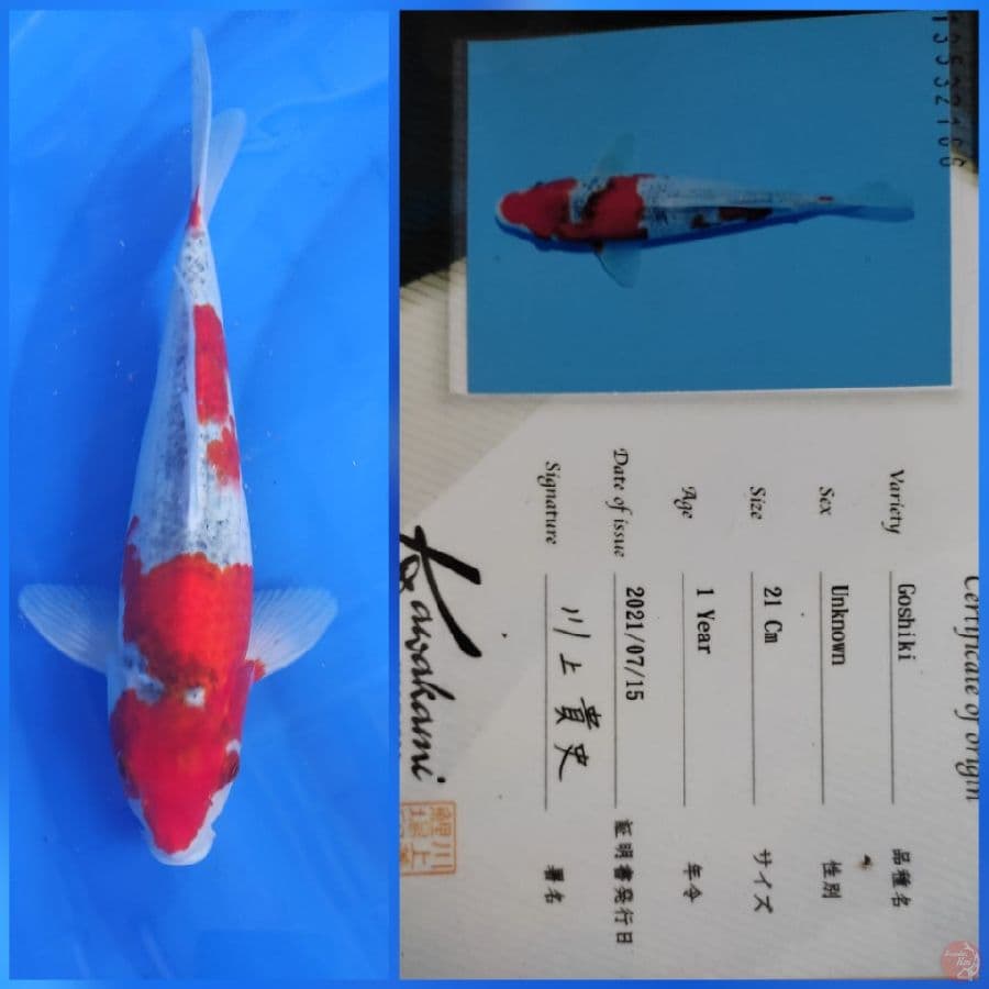 Goshiki 34cm
