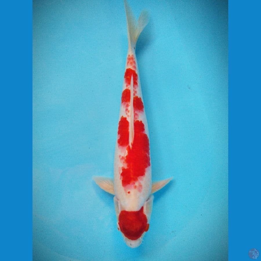 maruten kuhaku