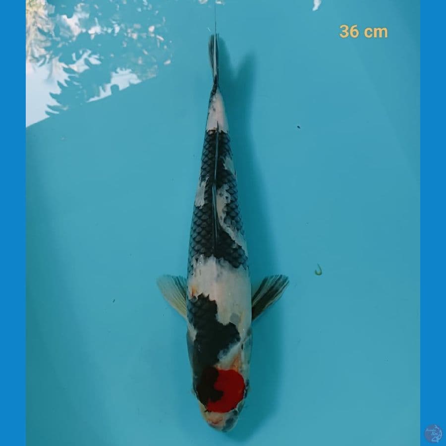 tancho showa 36