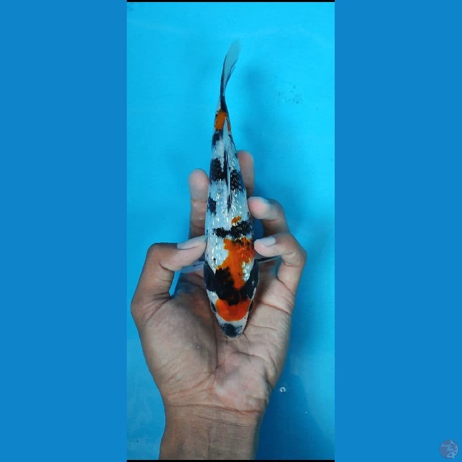 kindai showa gindrin_19 cm