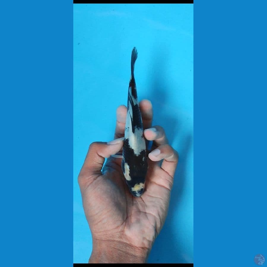 super shiro_16 cm