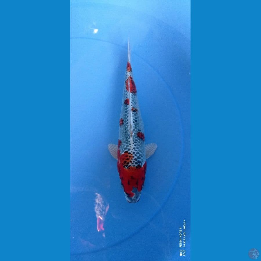 kujaku original 25 cm