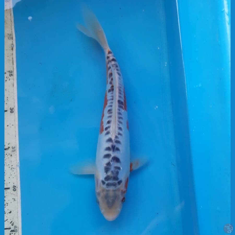 Shusui 28cm male