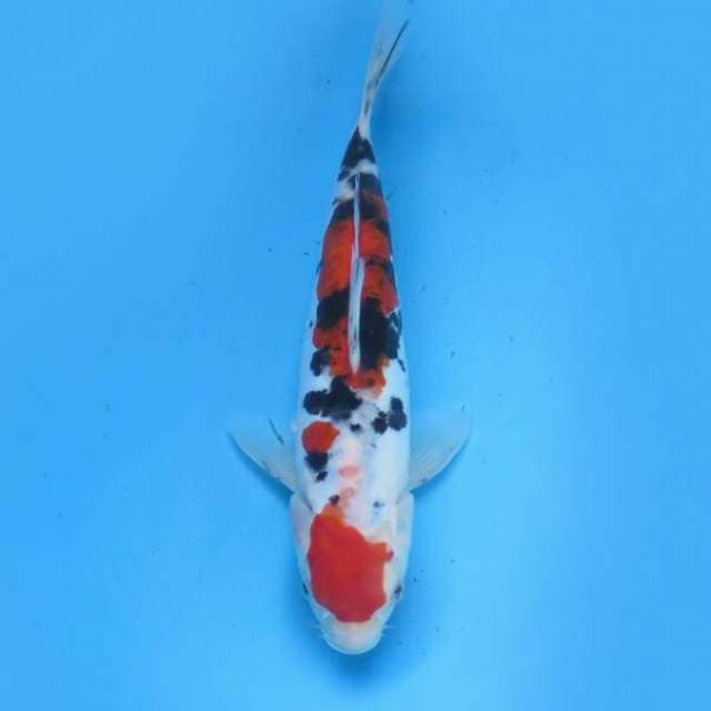 Maruten sanke 24 cm