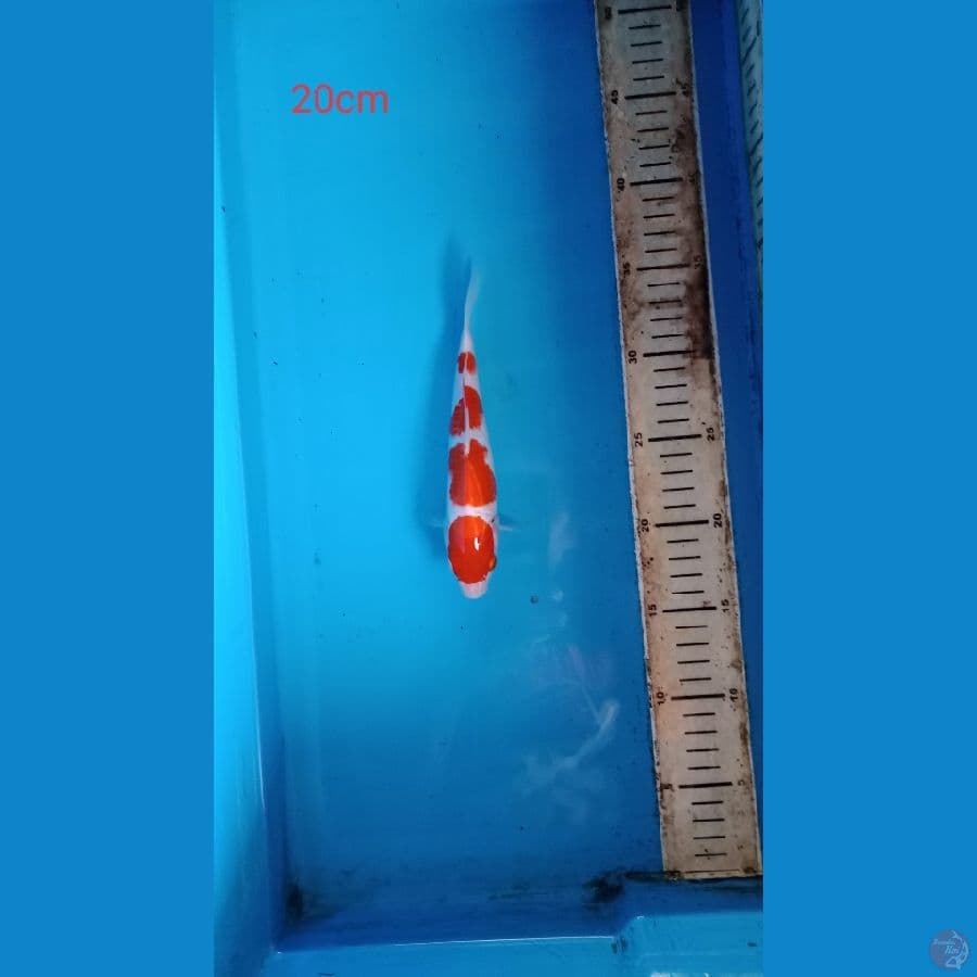 kohaku sq 20cm