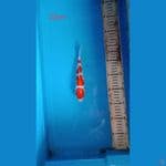 kohaku sq 20cm