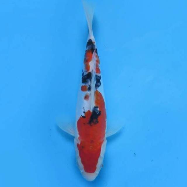 Sanke nidan 23 cm