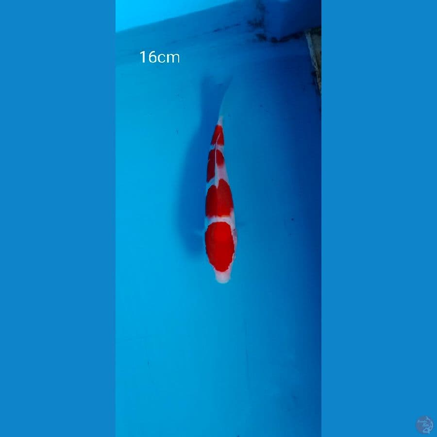 minion kohaku sq 16cm