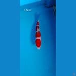 minion kohaku sq 16cm
