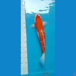 kohaku ginrin ,55cm, serti narita,,indukan
