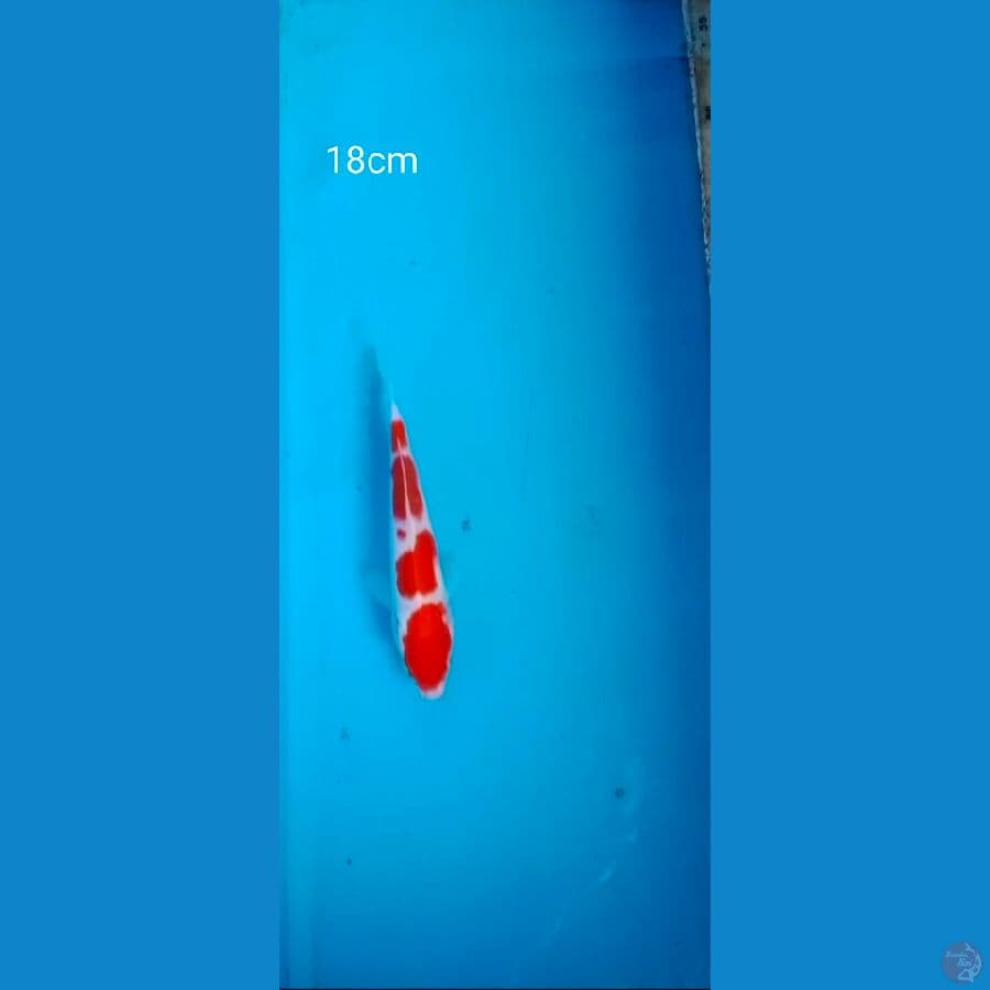 kohaku size 18cm