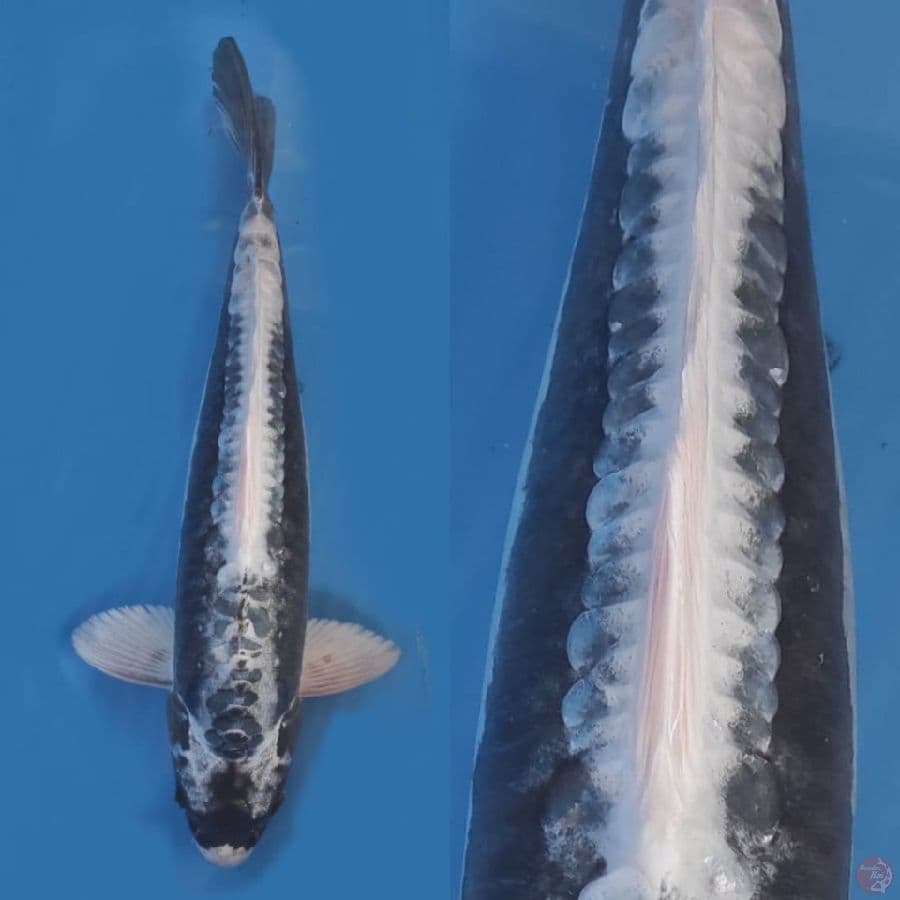 kabuto doitsu  putih bersih //40cm 