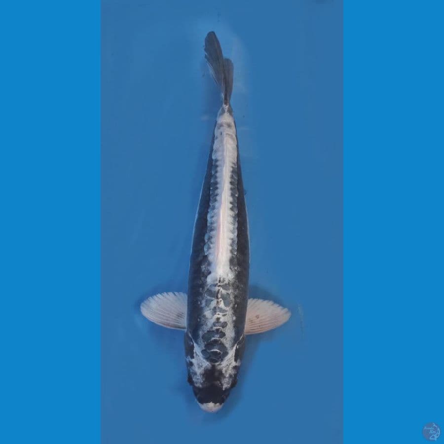 kabuto doitsu  putih bersih //40cm 