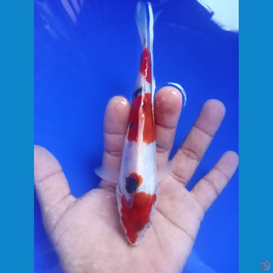 showa doit 17cm