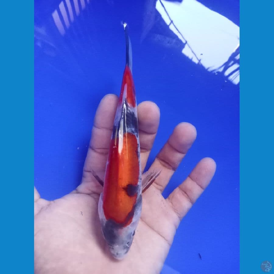 showa doitsu 17cm