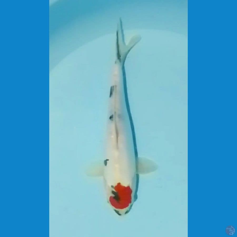 Tancho Showa Doitsu Original 27cm
