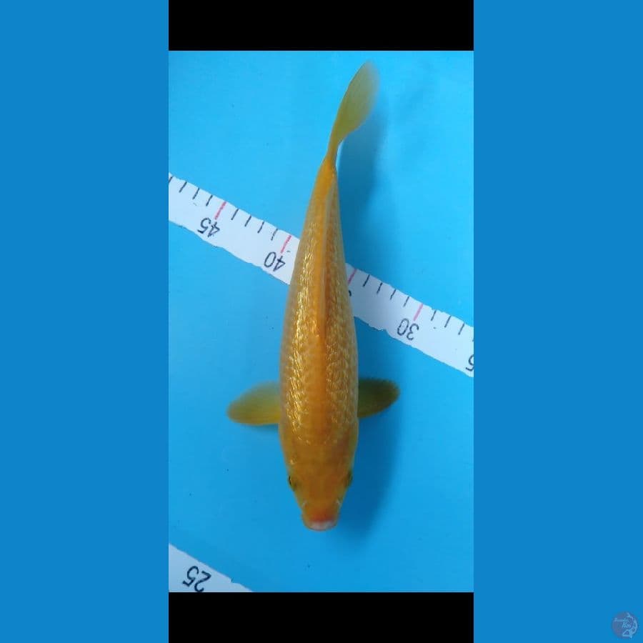 Karasi Ginrin padat F 29cm