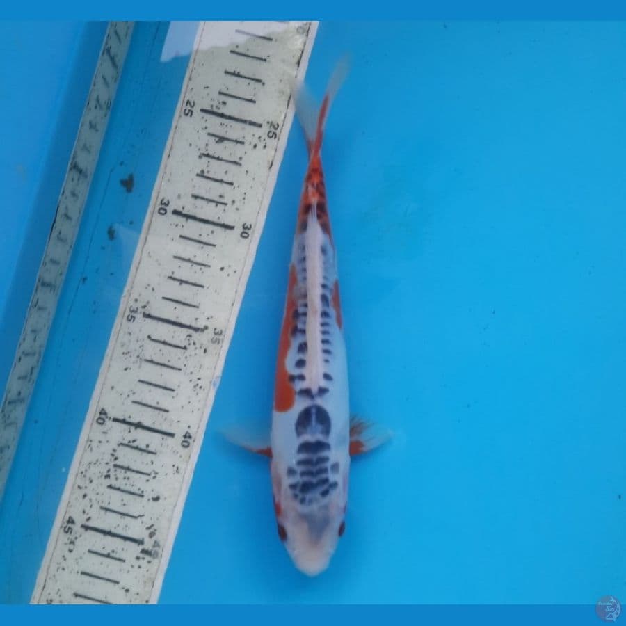 Shusui 25cm