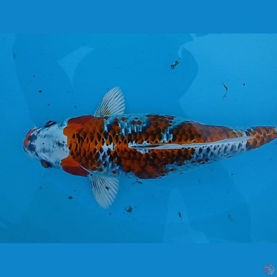 kujaku 33 cm