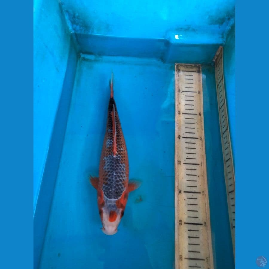 asagi 29cm