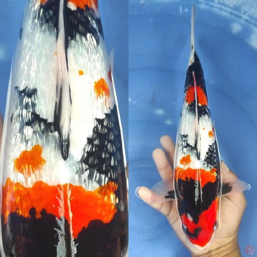 SQ Showa ginrin padat // 35 bu