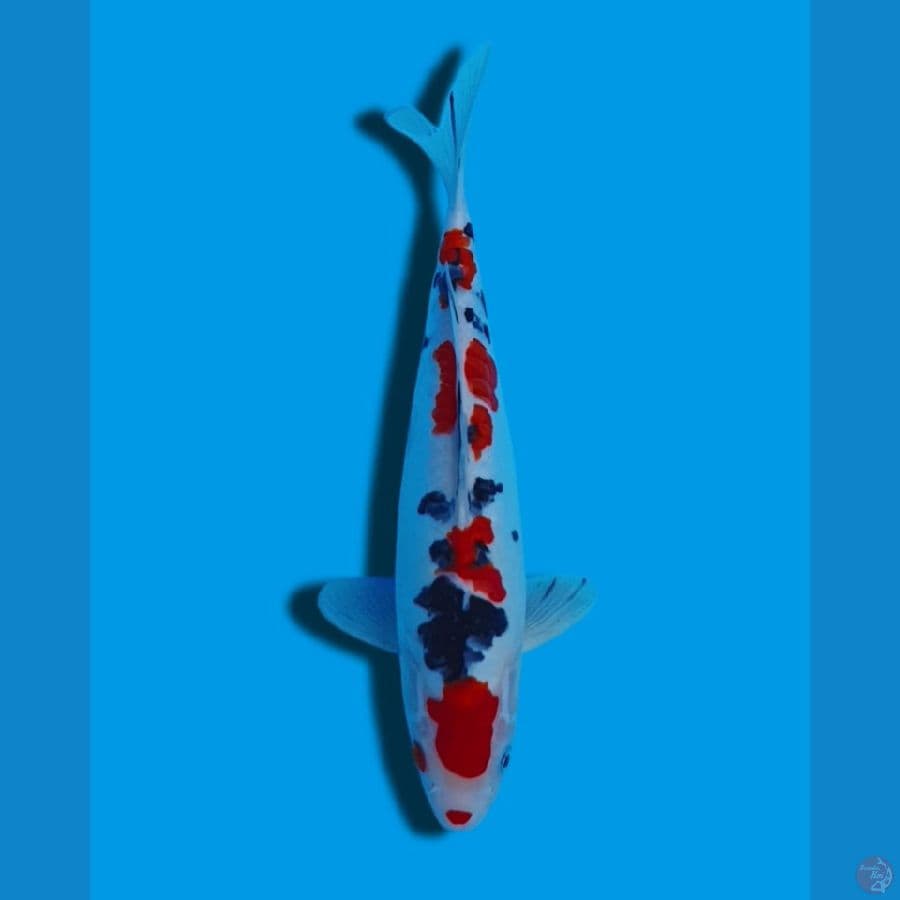 Sanke Doitsu 31cm 