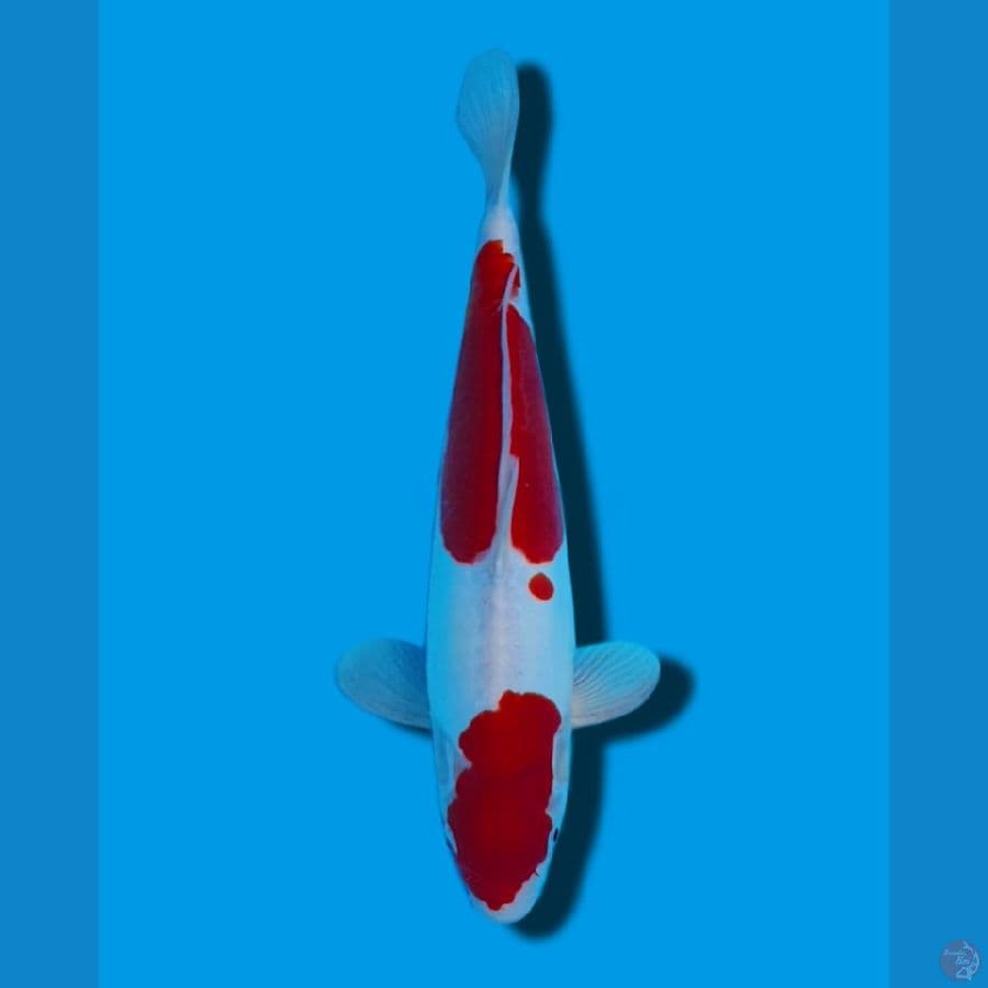 Kohaku Doitsu 29cm male