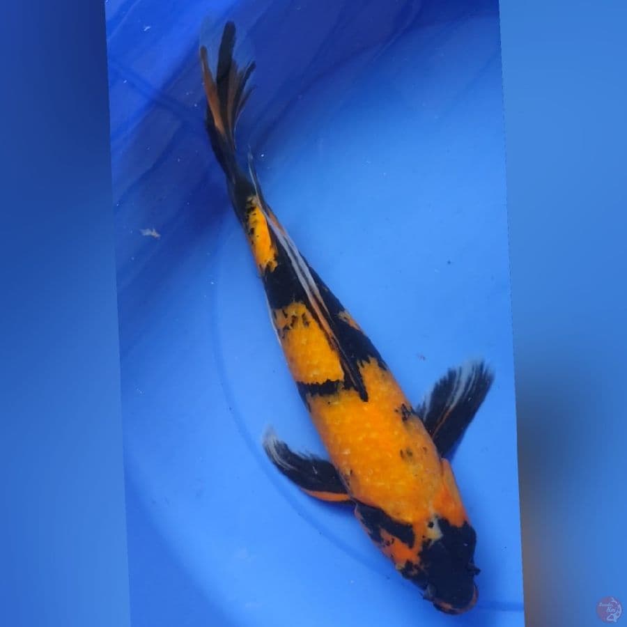 KUMPAY UTSURY 40CM