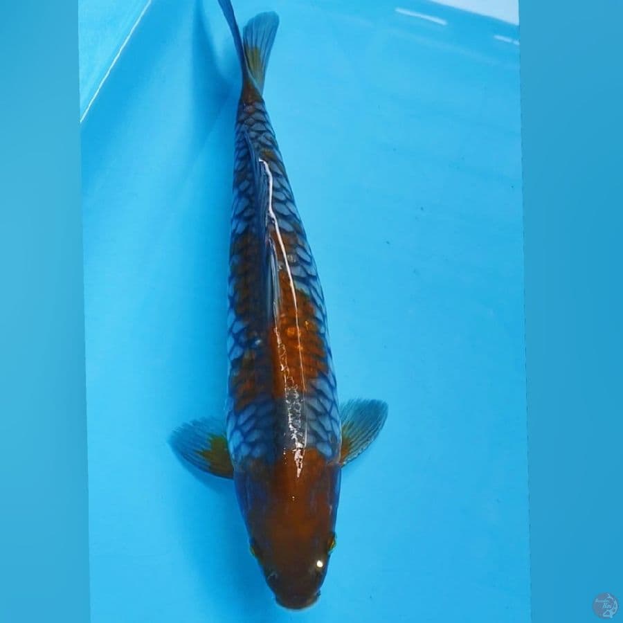 OCHIBA 35CM