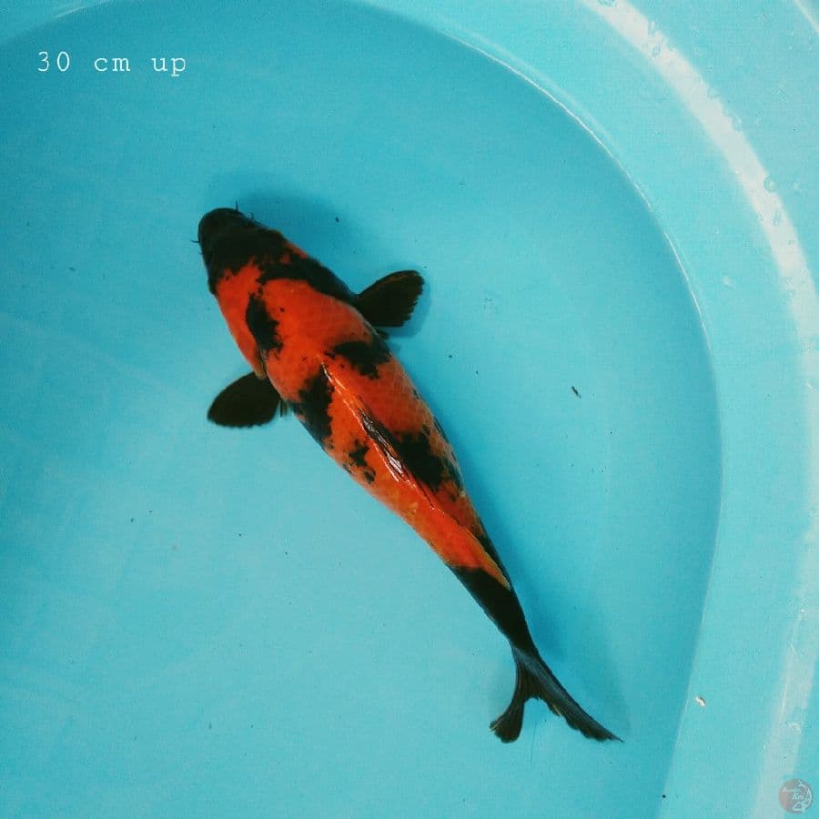 utsuri 30 cm