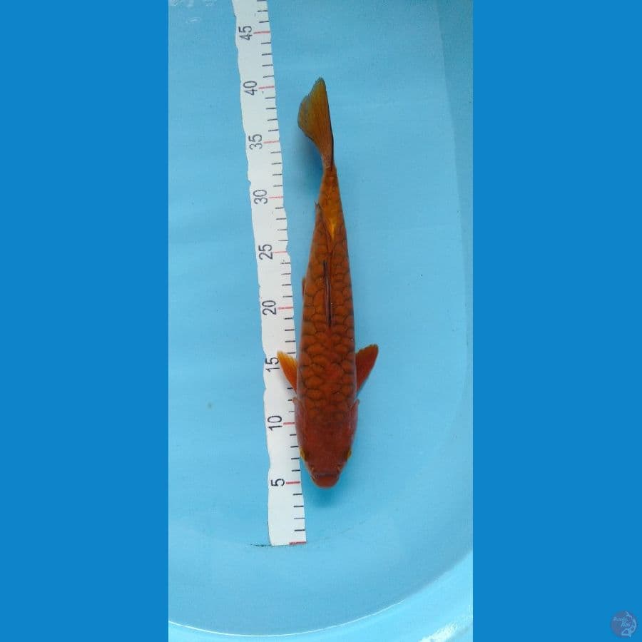 Aragoke M 34cm 
