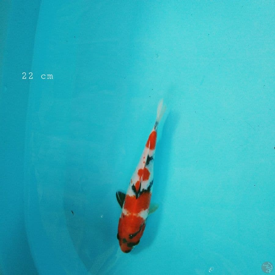 Showa 22 cm