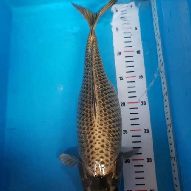 SPESIAL TAHUN BARU 36CM