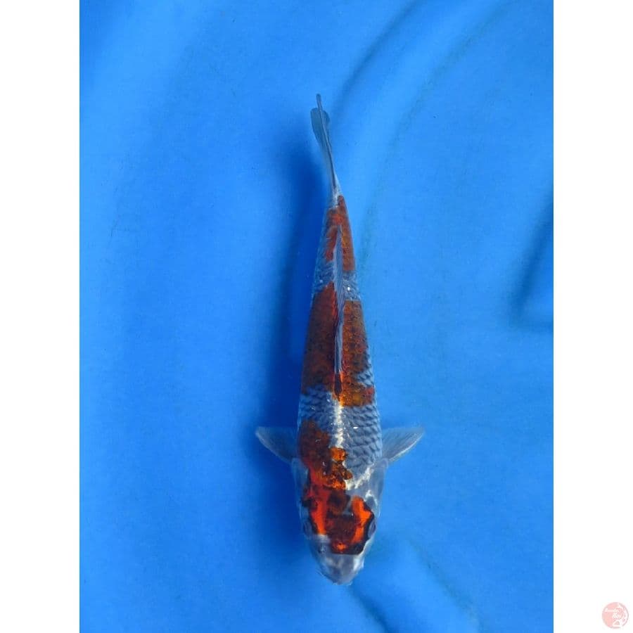 27cm , Kogane Ochiba