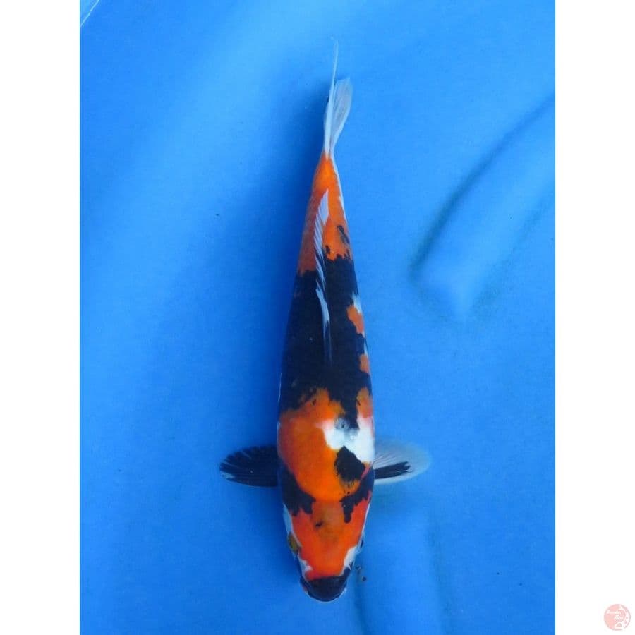 28cm , Male Hi Showa